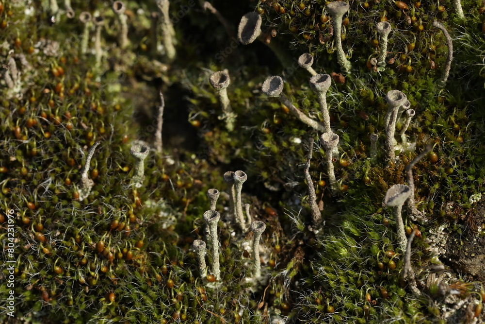 Stone with cladonia in spring time. Macrophotography of lichen. Close up Stone with cladonia in spring time. Macrophotography of lichen. Close up