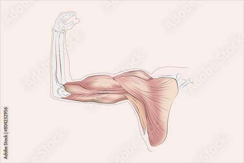 Arm muscles, tendons, and bones