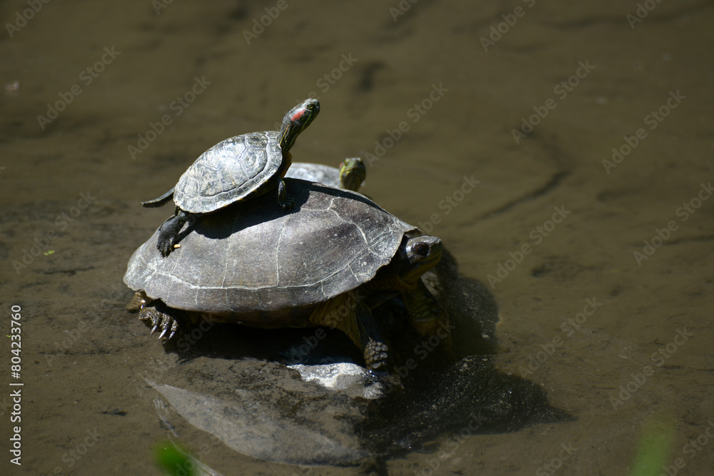 Fototapeta premium 亀の親子