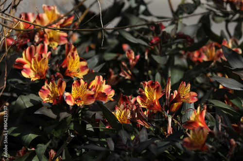 Alkaline lilies blooming in a garden