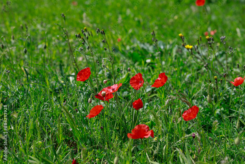 Green meadow with red poppies in the foreground, bright colors.