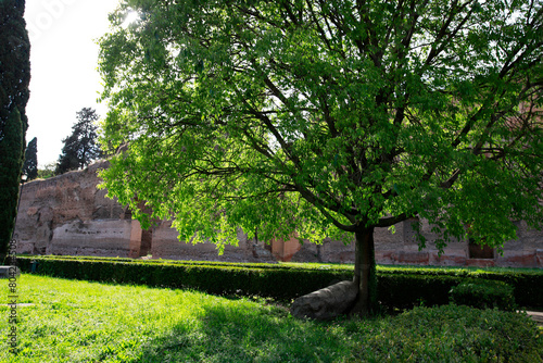 Green lawn and big tree with green leaves  Roman ruins in the background.