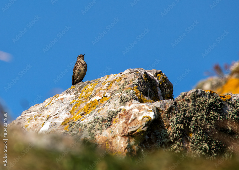 Rock Pipit (Anthus petrosus) - Ireland's Eye's Coastal Charmer Rock Pipit (Anthus petrosus) - Ireland's Eye's Coastal Charmer