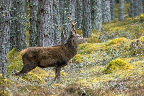 Red deer stag standing in the woodland 