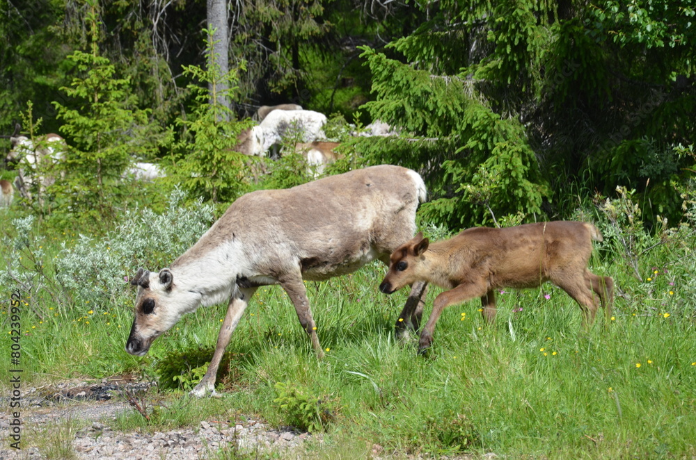 Fototapeta premium Reindeer and calf