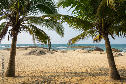 palm trees on the beach © imphilip