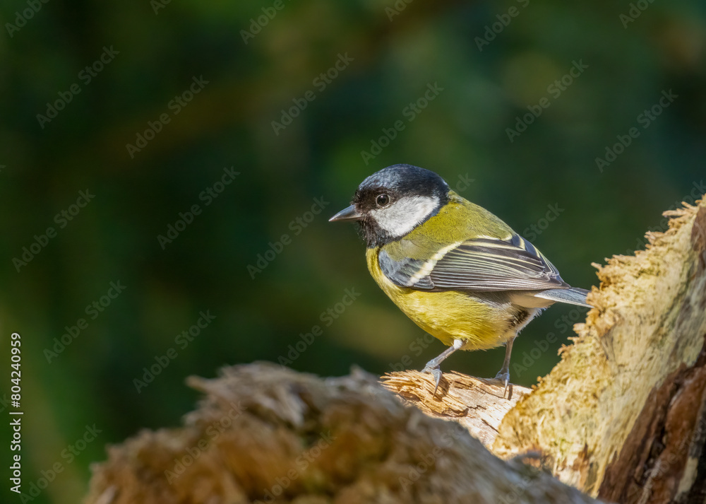 Fototapeta premium Great tit bird perched on wood in the sunshine