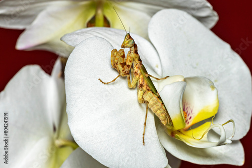 A praying asian flower mantis  photo