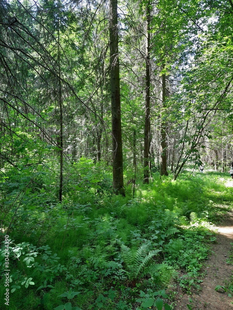 Obraz premium footpath in the forest
