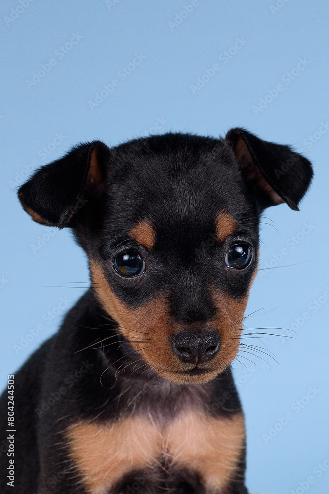 portrait portrait