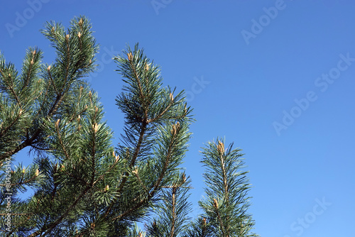 Top of pine tree branches with young green sprouts against clear cloudless blue sky © DyMaxFoto