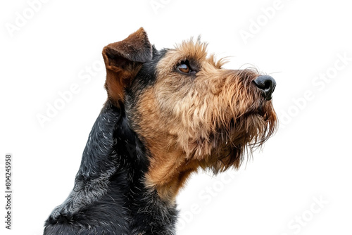 A delightful Airedale Terrier gazes upwards
