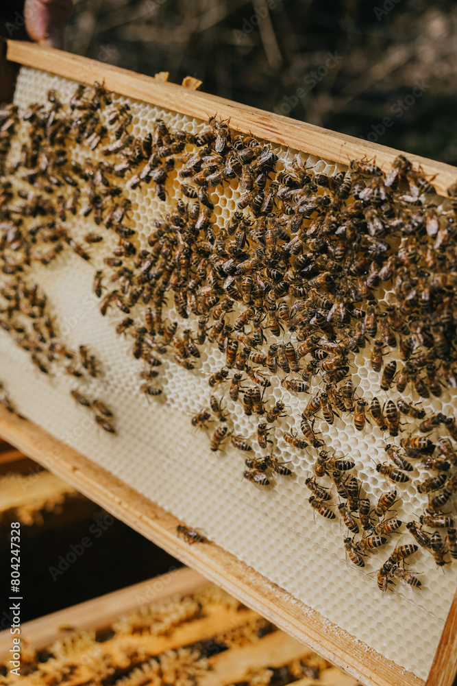 A snapshot from the life of a bee colony, where busy bees diligently fill their hive's honeycombs, a perfect example of nature's teamwork A snapshot from the life of a bee colony, where busy bees diligently fill their hive's honeycombs, a perfect example of nature's teamwork