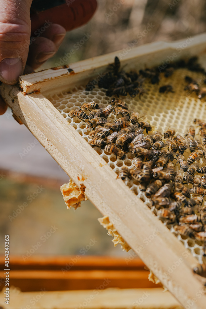 Amidst the buzz, a hive frame alive with countless honeybees, each performing their age-old roles in the art of honey creation Amidst the buzz, a hive frame alive with countless honeybees, each performing their age-old roles in the art of honey creation