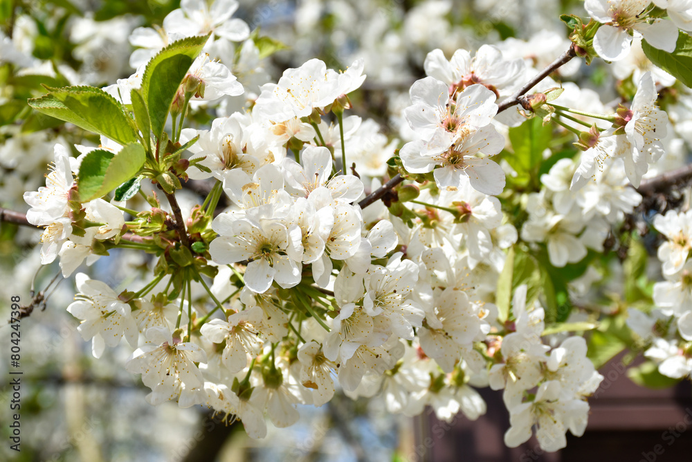 Cherry blossoms, white fragrant flowers, blooming flowering tree branch in spring garden, warm sunny day, countryside.