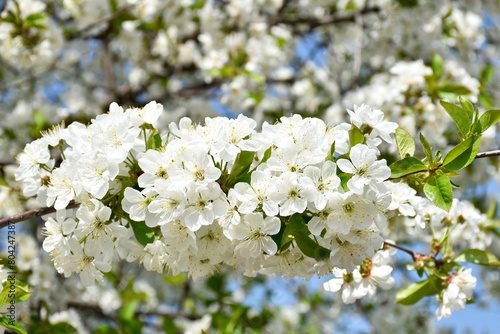 Cherry blossoms, white fragrant flowers, blooming flowering tree branch in spring garden, warm sunny day, light blue sky, countryside.