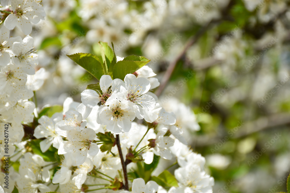 Cherry blossoms, white fragrant flowers, blooming flowering tree branch in spring garden, warm sunny day, countryside.