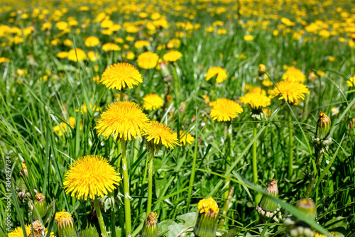 Yellow Dandelions field