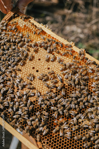 A beekeeper's frame teeming with honeybees diligently working on honeycombs, a testament to the intricate world of beekeeping