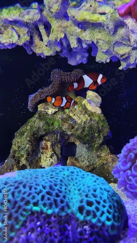 sea water coral reef with two clown fish vertical video photo
