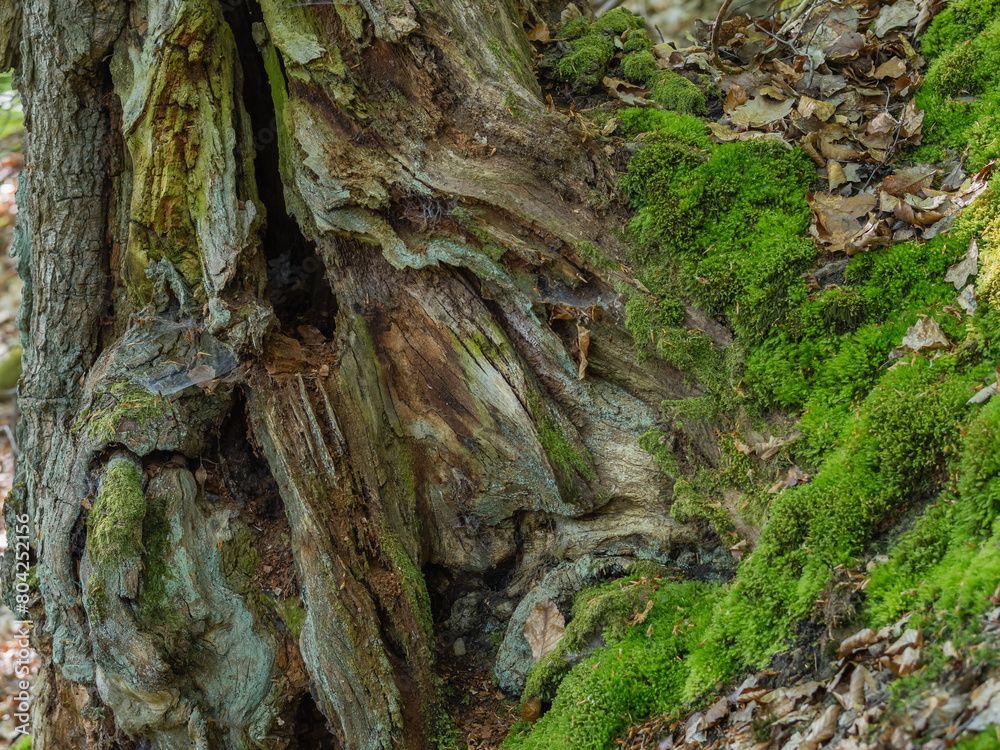 Sehr alte Eiche hohl und knorrig im Wald, Dammelsberg Marbach, Sehr alte Eiche hohl und knorrig im Wald, Dammelsberg Marbach,