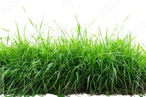 White background with green grass in the distance  isolated green grass on a white backdrop. Generative Ai