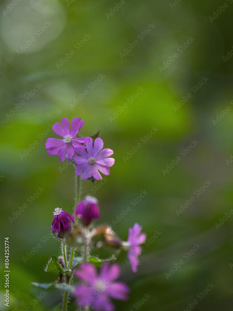 Zarte Blüten Lichtnelken softer Hintergrund Zarte Blüten Lichtnelken softer Hintergrund