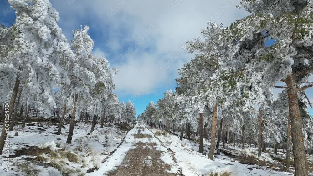 Vista aérea de un camino nevado con arboles Vista aérea de un camino nevado con arboles