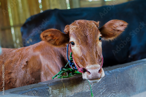 portrait of animal in the farm. for Eid Al Adha article or advertising purpose. Animal in the farm for news or ads photo