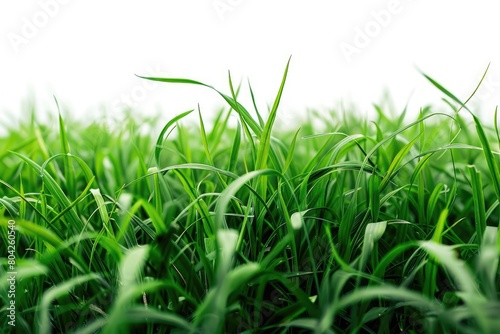 White background with green grass in the distance  isolated green grass on a white backdrop. Generative Ai