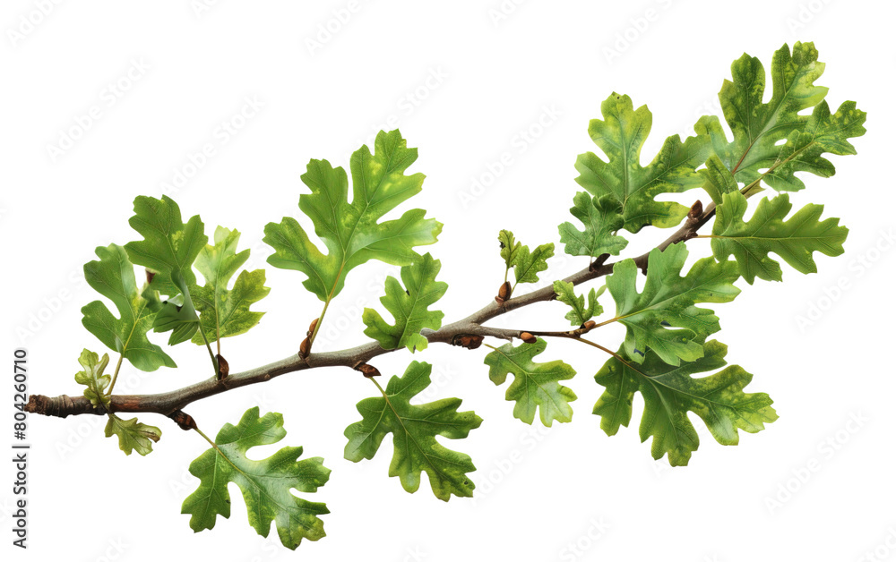 Green oak branch with leaves isolated on white or transparent background