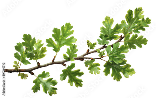 Green oak branch with leaves isolated on white or transparent background