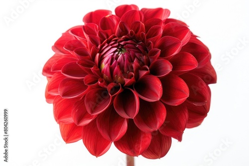 Red dahlia isolated on a white backdrop with no background color. Generative Ai