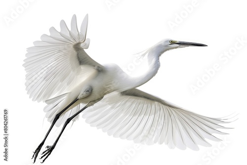 The egret bird Isolated on a white backdrop, flying in the air with open wingspan. Generative Ai