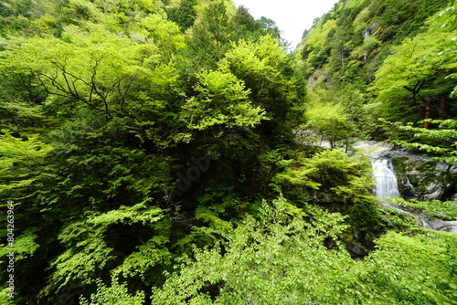 新緑の中のみたらい渓谷みたらい滝