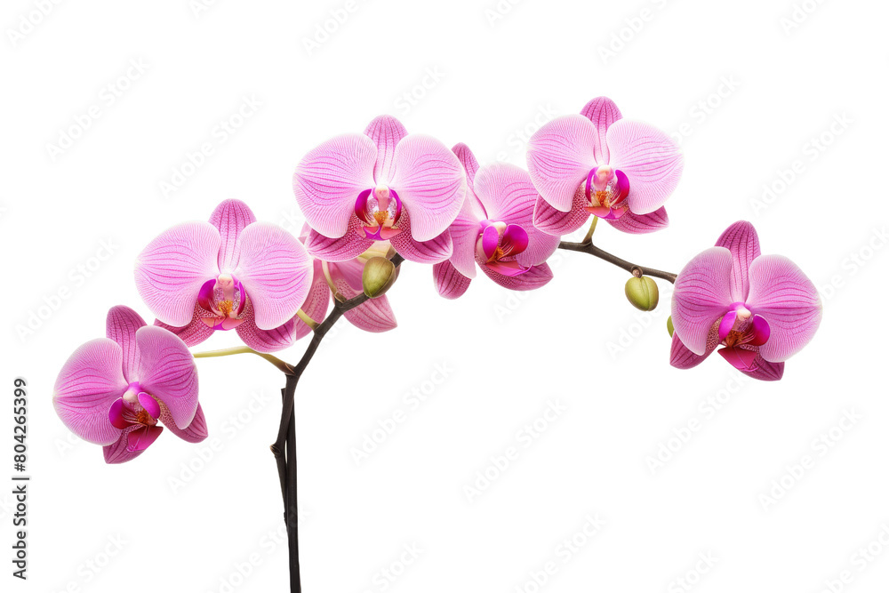 Dances of Pink Petals. On a White or Clear Surface PNG Transparent Background. Dances of Pink Petals. On a White or Clear Surface PNG Transparent Background.