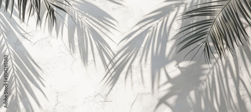 Palm leaves shadows on a white wall background  an abstract summer concept banner with space for copy. A realistic photo of palm leaves  shadows on a beige white concrete wall. A background with shad