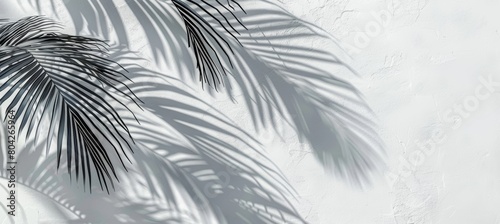 Palm leaves shadows on a white wall background, an abstract summer concept banner with space for copy. A realistic photo of palm leaves' shadows on a beige white concrete wall. A background with shad