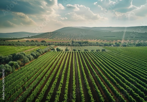Aerial drone captures stunning agricultural plantations: vegetable fields, vineyards, olive trees, soybeans - massive eco-friendly food production