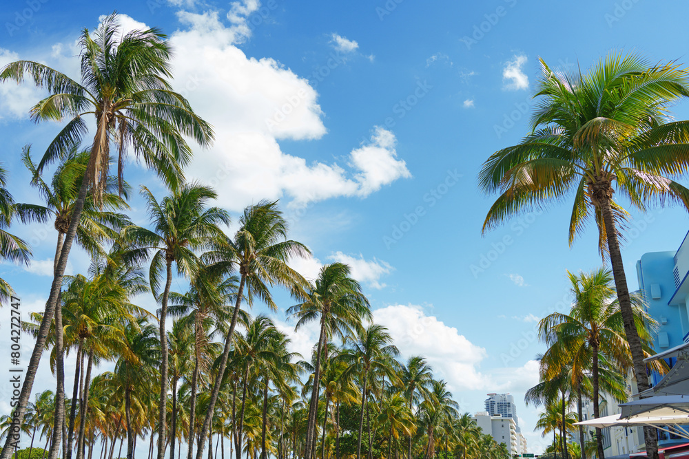 Copy space of tropical palm tree with sun light on sky background. Miami. Copy space of tropical palm tree with sun light on sky background. Miami.