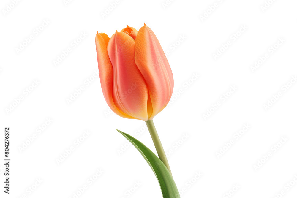 Solitary Elegance: A Vibrant Orange Tulip Blooms in a Tranquil Vase on Pure White. On a White or Clear Surface PNG Transparent Background. Solitary Elegance: A Vibrant Orange Tulip Blooms in a Tranquil Vase on Pure White. On a White or Clear Surface PNG Transparent Background.