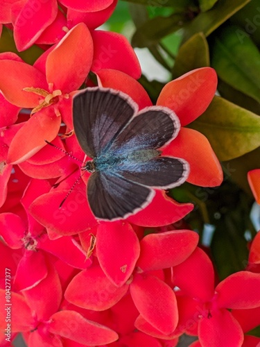 Beautiful black butterfly flying around red zinia flowers 