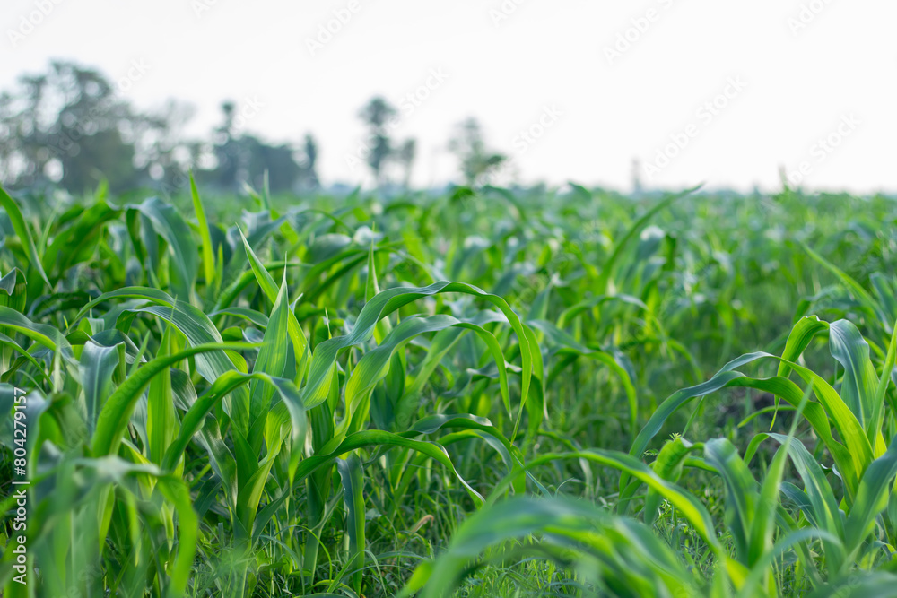Fototapeta premium Corn plants still in their early stages in the field