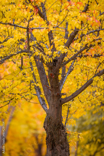 фотографія Yellow autumn leaves surrounding a branching tree trunk