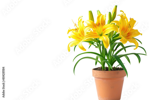 Yellow Daylily in Bloom on Transparent Background.