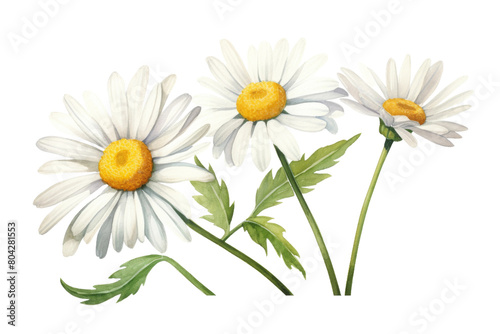 A Trio of Ethereal White Daisies Dancing on a Pure White Canvas. On a White or Clear Surface PNG Transparent Background.