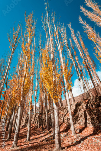 Autumn Trees in Hunza Valley