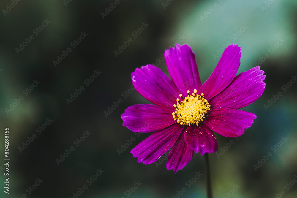 Obraz premium Jolie fleur de cosmos rose dans le jardin avec arrière-plan flou