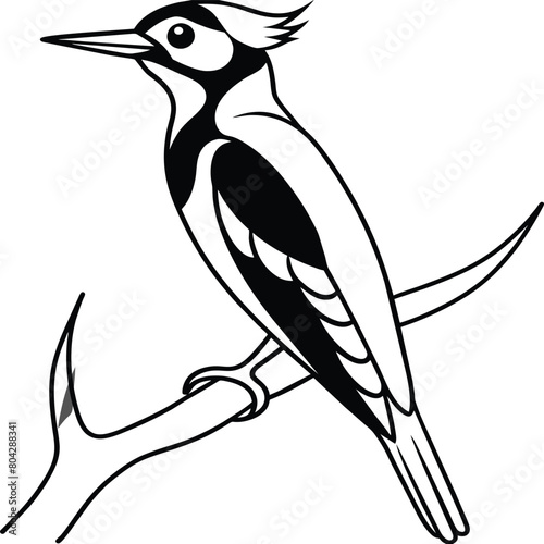 Woodpecker coloring pages. Woodpecker bird outline. Bird line art for coloring book photo