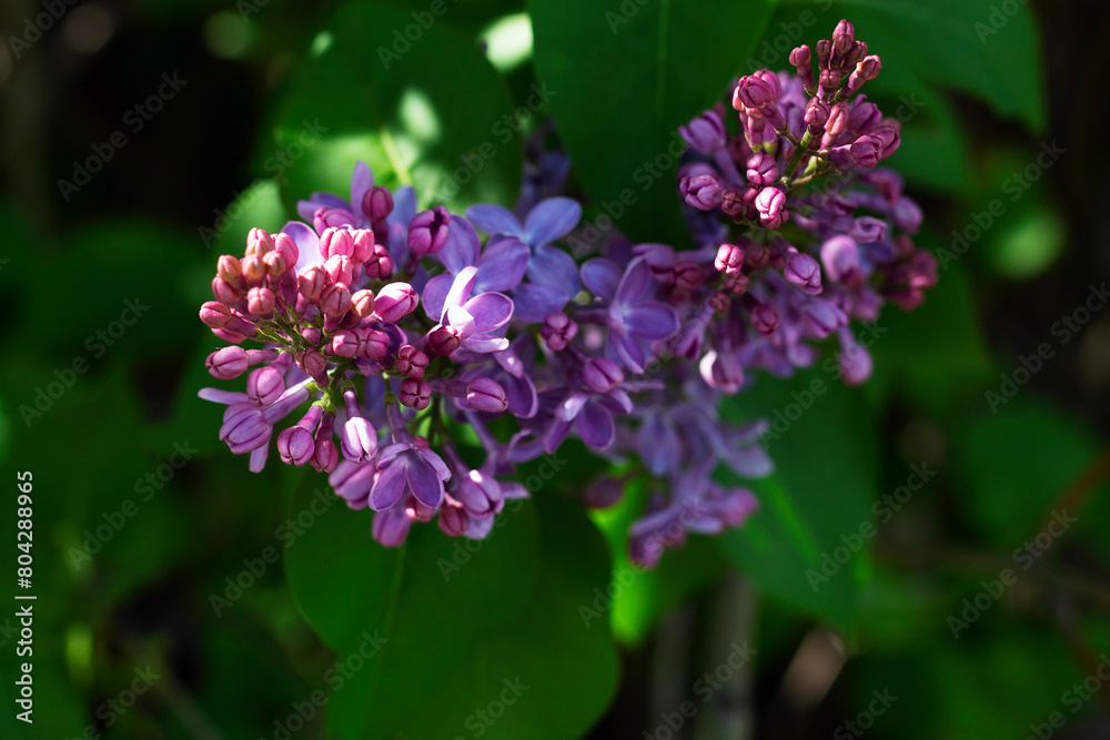 close-up of purple spring flowers. blooming branch of pink and white lilac flowers with the green leaves. close-up of purple spring flowers. blooming branch of pink and white lilac flowers with the green leaves.